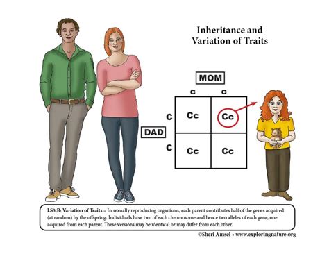 3 Ls3 Heredity Inheritance And Variation Of Traits Inherited Traits 3rd Grade - Inherited Traits 3rd Grade
