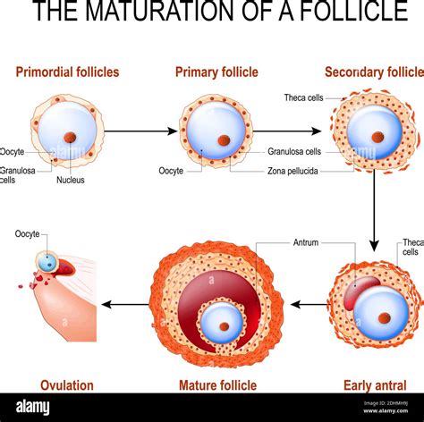 th?q=3 mature follicles