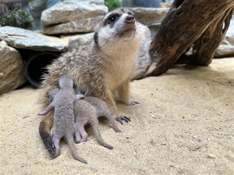 3 meerkat pups born at Smithsonian National Zoo, a first in 16 years
