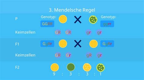 3 Mendelsche Regeln