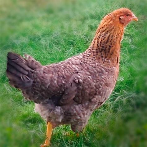 Hatching on May 13, 2024. Order now for estimated delivery by May 16, 2024. Bielefelder – Sold as Baby Chicks Only. Minimums – Not Sexed = 3. Female = 3. Male = 1. Total of 3 birds to ship. Seasonal/Shipped Early Feb thru September. Limit of 49 on Females.