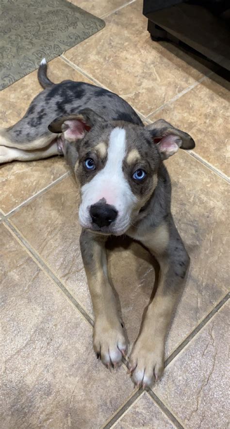 3 month old catahoula. .  <a href=http://sandboxo.kinsta.cloud/wp-content/plugins/wp-file...