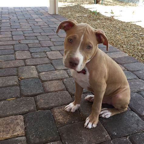 3 month old pitbull puppy. Things To Know About 3 month old pitbull puppy. 