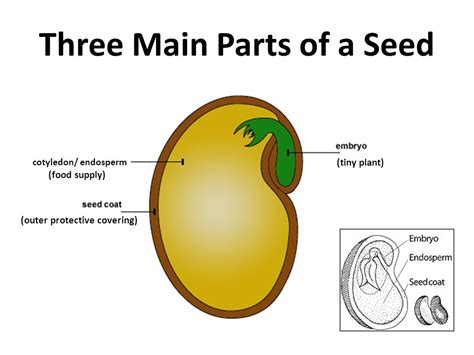 3 Parts Of A Seed And Their Functions Seed Diagram Worksheet - Seed Diagram Worksheet
