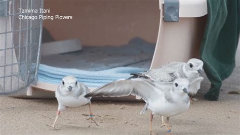 3 piping plovers released on Montrose Beach