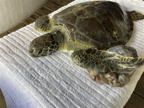 3 sea turtles released into their natural habitat after rehabbing in Florida