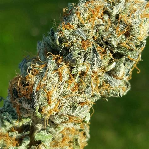3 times crazy strain. Krazy Runtz is a potent and flavorful strain that combines the sweet and fruity flavors of Blue Runtz with the gassy and earthy aromas of Grease Monkey. Krazy Runtz is 24% THC, making this strain ... 