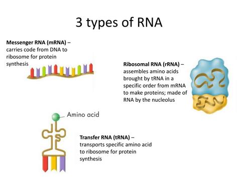 3 types of rna. The three types of RNA molecules that are involved in synthesis of protein are named as messenger RNA (mRNA), transfer RNA (tRNA) and ribosomal RNA (rRNA). The function of each type of RNA molecules are been discussing here. Messenger RNA (mRNA): mRNA also termed as the coding RNA, helps to carry the message (genetic … 