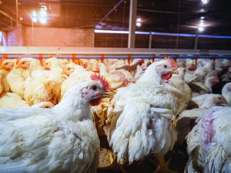 3 ways feed formulation can combat broiler heat stress