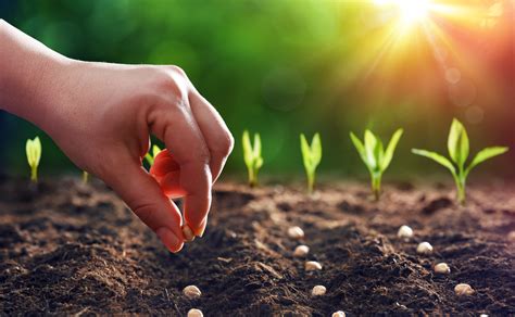 3 Ways To Plant A Seed Wikihow Steps To Planting A Seed Worksheet - Steps To Planting A Seed Worksheet