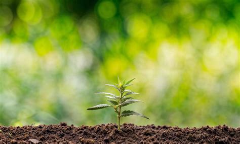 3 week old autoflower pictures.  If growing indoors, consider using full-spect...