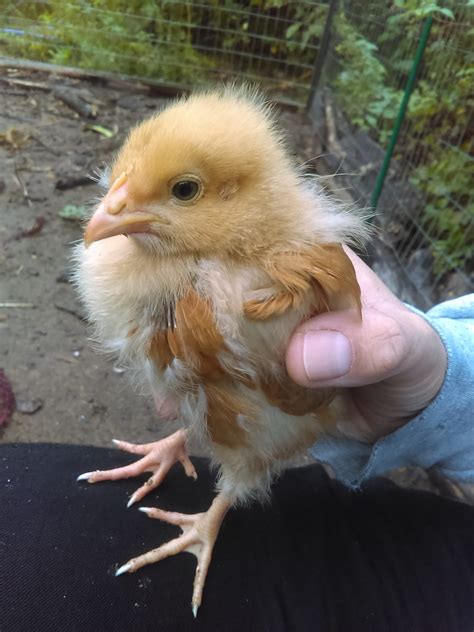 3 week old chick identification. There are numerous breeds that can be black or mostly black, including. Jersey Giants. Australorps. Black Copper Marans. Easter Eggers. Ameraucanas. Sumatras. Cochins , etc. On the other hand, just knowing the comb type can help narrow the field considerably and help with chicken breed identification. 