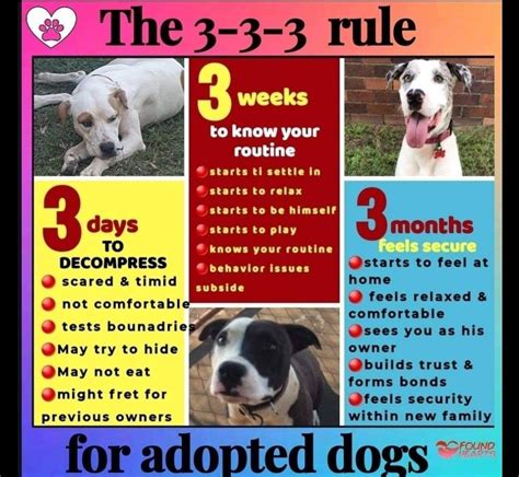 3-3-3 rule dogs. Nov 23, 2020 ... Take note of the 3-3-3 rule ; Feel overwhelmed by their surroundings; Not feel comfortable enough to be himself; Not want to eat their food or ... 