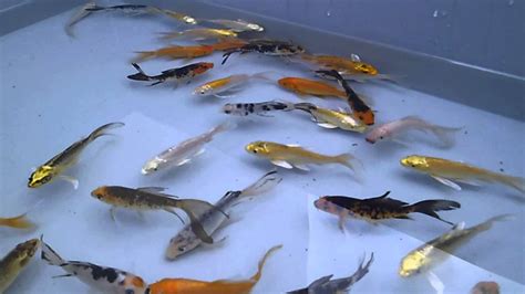 3-4" Koi - The Carp Co. - YouTube