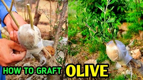 3-IN-1 OLIVE TREE GRAFTING - YouTube