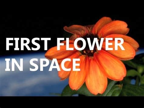 3. The Flower Blooming in Space - YouTube