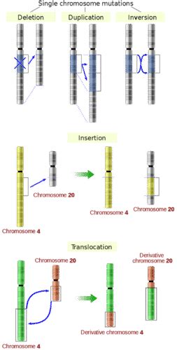 3.1: Mutation - K12 LibreTexts