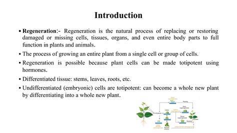 3.1. Regeneration Methods: Introduction - SFA Silviculture - raincitystudios.com