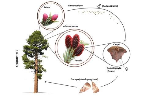 3.2.3.2: Gymnosperms - Biology LibreTexts - muktibox.com