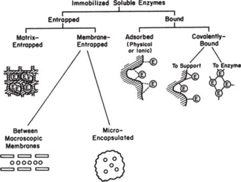 3.3. Immobilized Enzyme Systems Enzymes InformIT