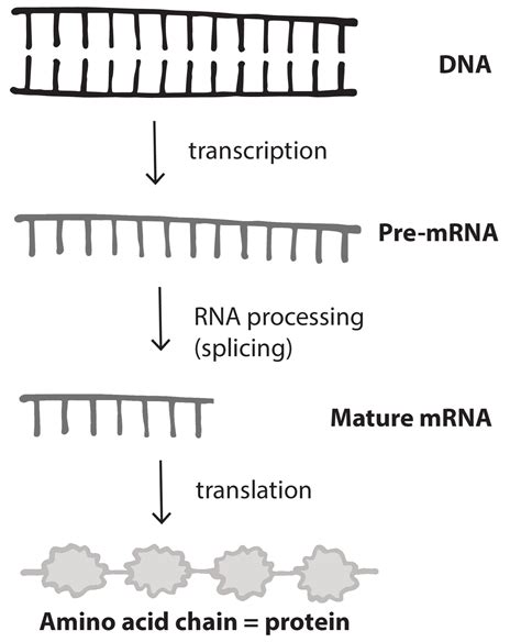 3.4: Protein Synthesis - Medicine LibreTexts - wintechmobiles.com