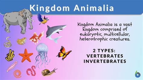 3.4.5: Kingdom Animalia - Evolution and Phylogeny - muktibox.com