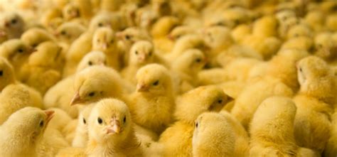 30,000 baby chicks stolen from southern Ontario farm: OPP