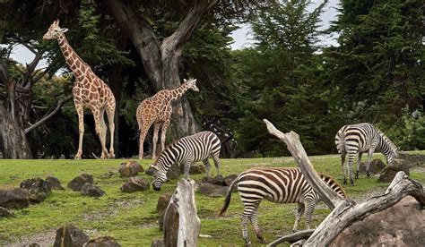 30  Best Zoos in the World Right Now TouristSecrets