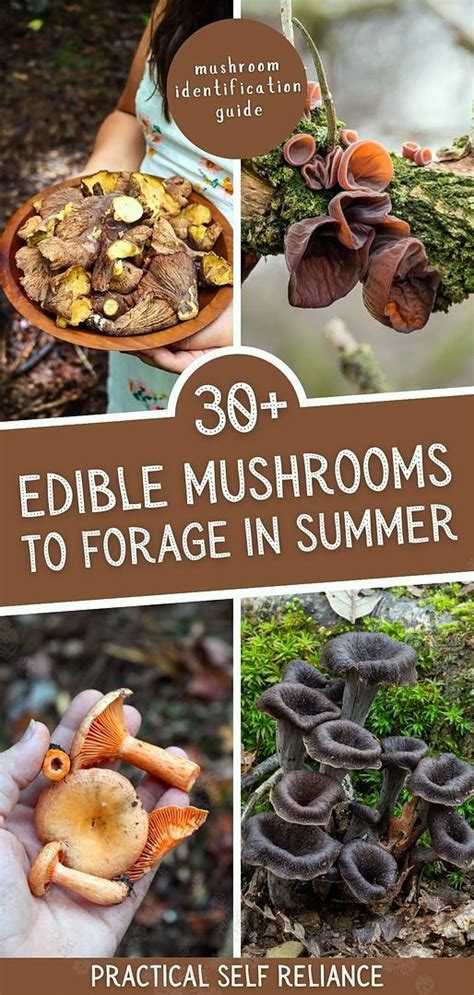 30+ Mushrooms to Forage in Summer (Beginner to … - raincitystudios.com