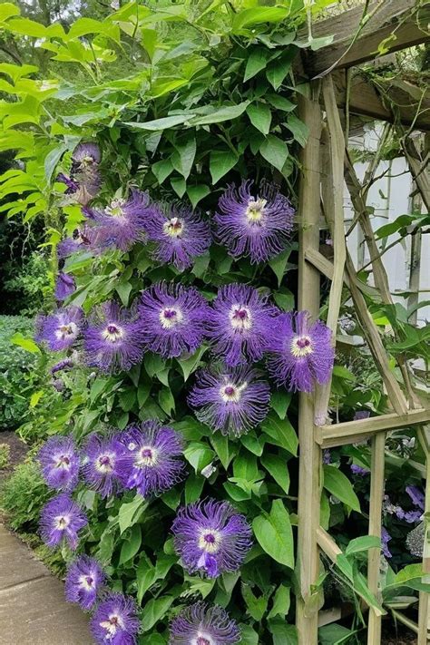 30 Best Climbing Plants For All Gardens - raincitystudios.com