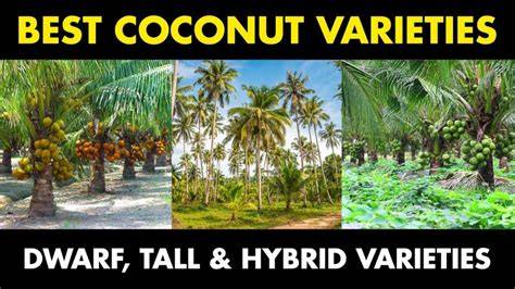 30 Best High Yielding Coconut Tree Varieties - raincitystudios.com