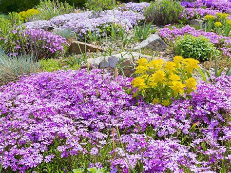 30 Best Low-Maintenance Ground Cover Plants for Gardens - raincitystudios.com