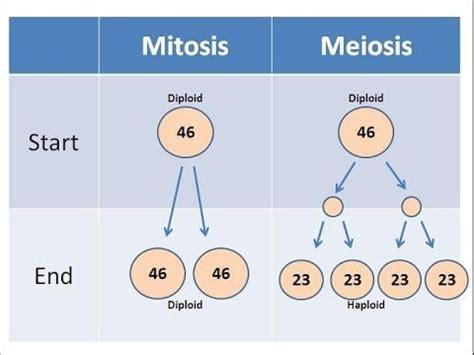 30 HD How To Find Diploid And Haploid Number insectza