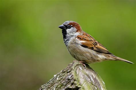 30 January 2024. Bird of the Year (IV). House Sparrow