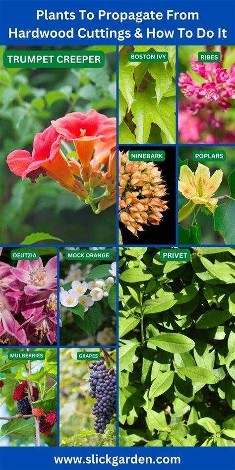 30 Plants To Propagate From Hardwood Cuttings - raincitystudios.com