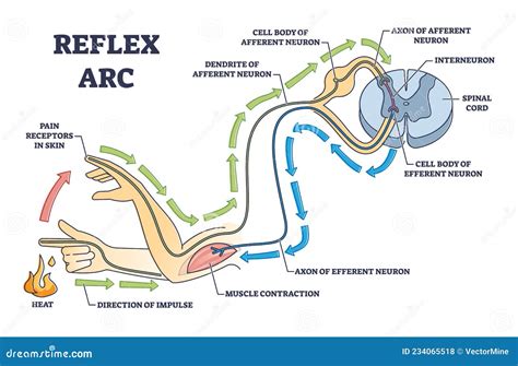 30 Reflex Arc Diagram To Label Labels Information List