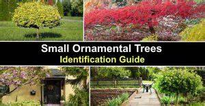 30 Small Ornamental Trees (With Pictures) - raincitystudios.com