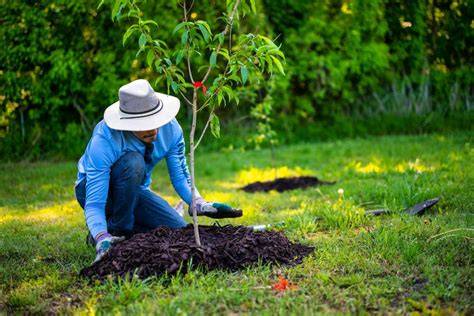 30 Things You Should Know About Tree Planting - raincitystudios.com