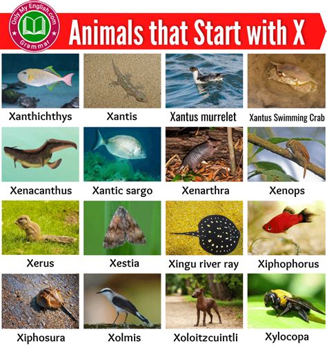 30 Animals That Start With X Wildlife Explained Objects That Begin With X - Objects That Begin With X