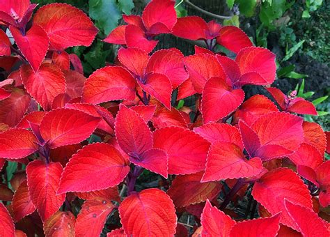 30 Best Red Leaf Plant Varieties Plants With Flowers With Red Leaves - Flowers With Red Leaves
