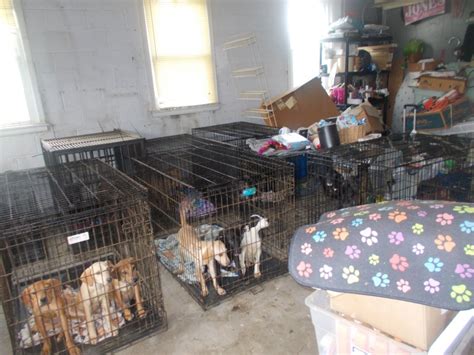 30 dead dogs found in freezer at 'horrible' Ohio animal rescue, owner arrested