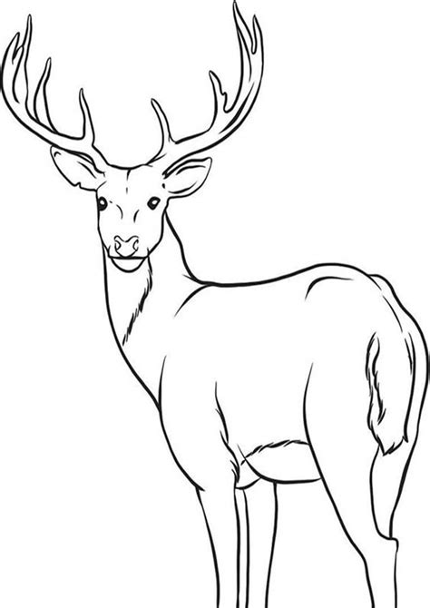 30 Deer Coloring Pages Free Pdf Printables Monday Deer Antlers Coloring Page - Deer Antlers Coloring Page