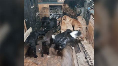 30 dogs pulled from hoarding situation in Pueblo