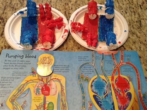 30 Hands On Circulatory System Activities For Kids Circulatory System 4th Grade - Circulatory System 4th Grade