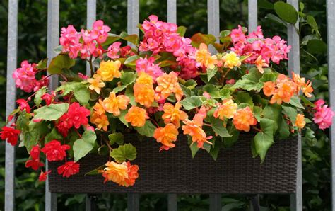 30 Ideal Balcony Plants For Shady Locations Generalread Best Balcony Plants Full Sun - Best Balcony Plants Full Sun