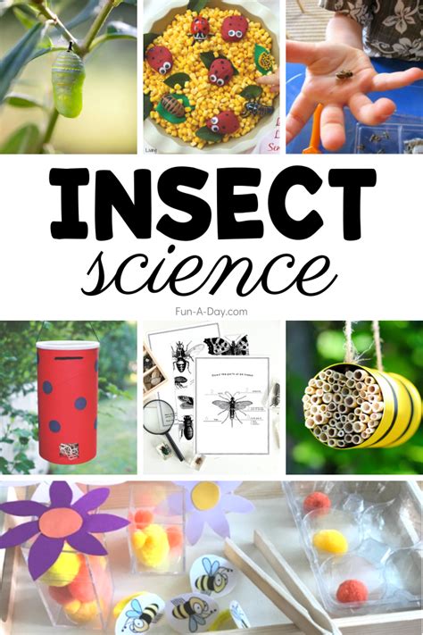 30 Insect Science Activities For Preschoolers Fun A Insect Body Parts Preschool - Insect Body Parts Preschool