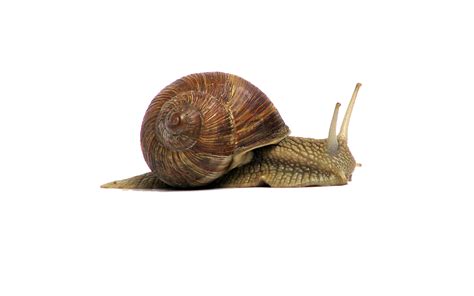 300+ Free Snail & Shell Illustrations - Pixabay