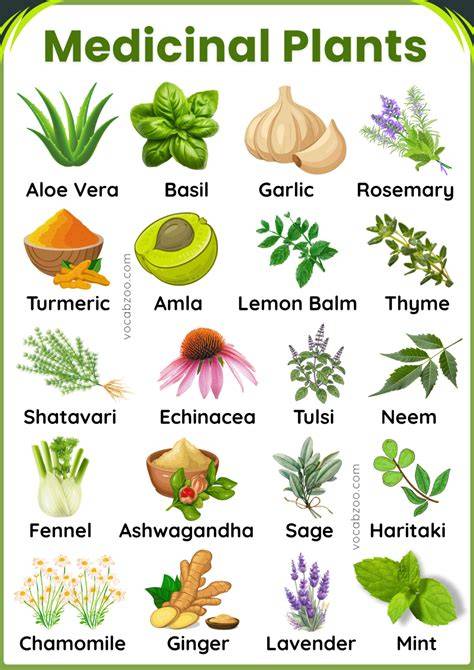 300 Important Medicinal Plants and Herbs - raincitystudios.com