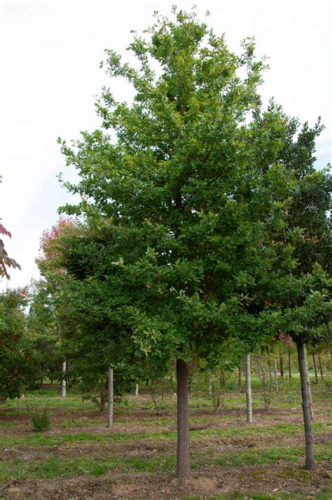 300 Cm M