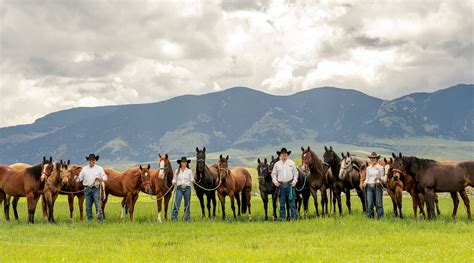 307 Performance Horses Performance & Ranch Horses